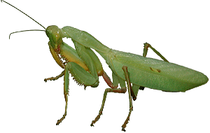 Stagmomantis carolina